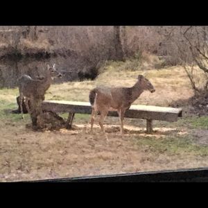 Meet your Posher, Clifford